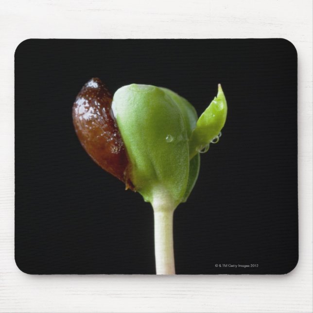 Apple seedlings with seed shell mouse pad (Front)
