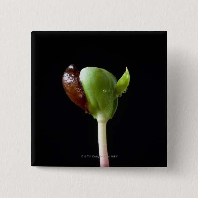 Apple seedlings with seed shell pinback button (Front)