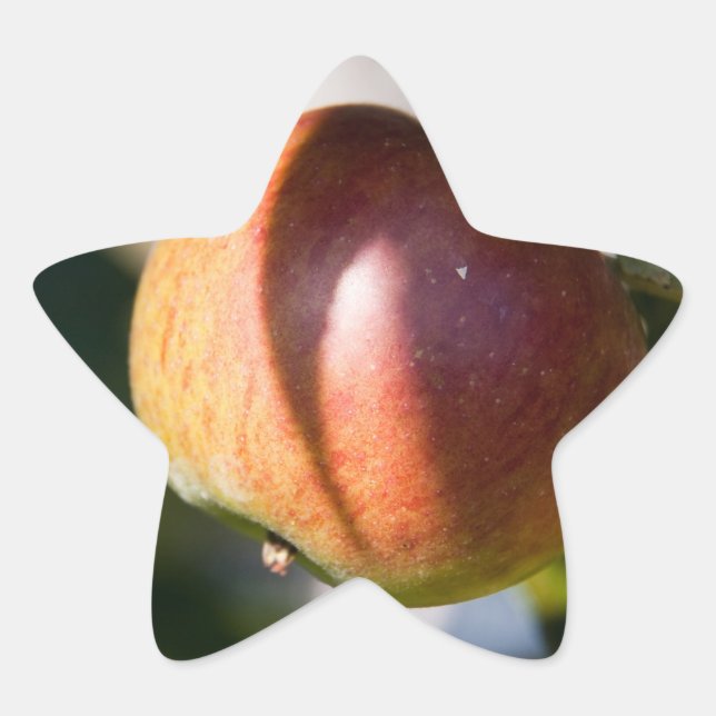 Apple Star Sticker (Front)