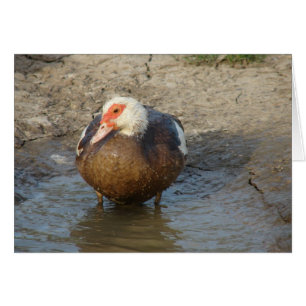 Apple the Muscovy Hen Cards