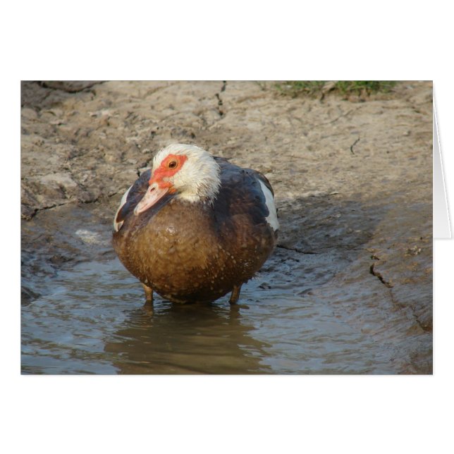 Apple the Muscovy Hen Cards (Front Horizontal)