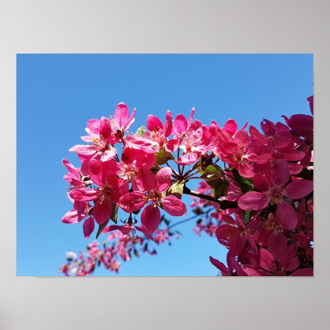 Apple tree blooming. Pink flowers. Poster (Front)