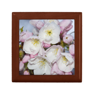 Apple Tree Blooms on a Blue Sky Gift Box