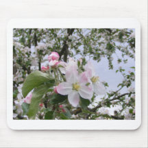 apple-tree blossom
