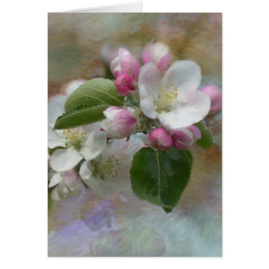 Apple Tree Blossoms Cards (Front)