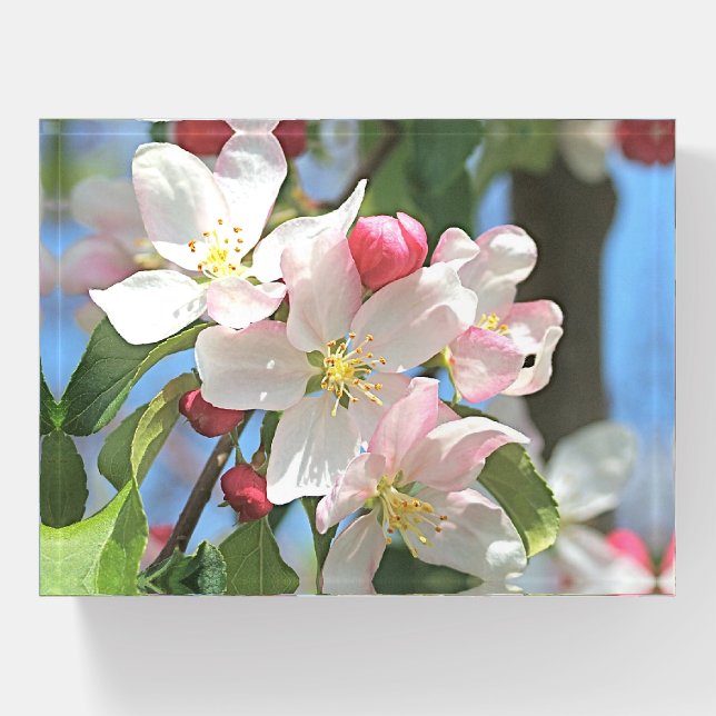 Apple Tree Blossoms Spring Flowers Paperweight (Front)