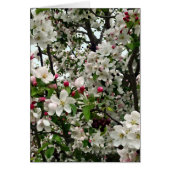 Apple Tree In Bloom (Front)
