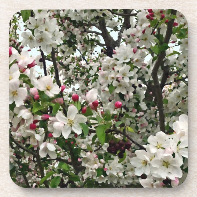 Apple Tree In Bloom Beverage Coaster (Front)