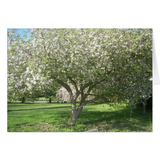 Apple Tree in Bloom Cards (Front Horizontal)