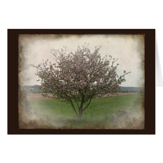 Apple Tree in Bloom Cards (Front Horizontal)