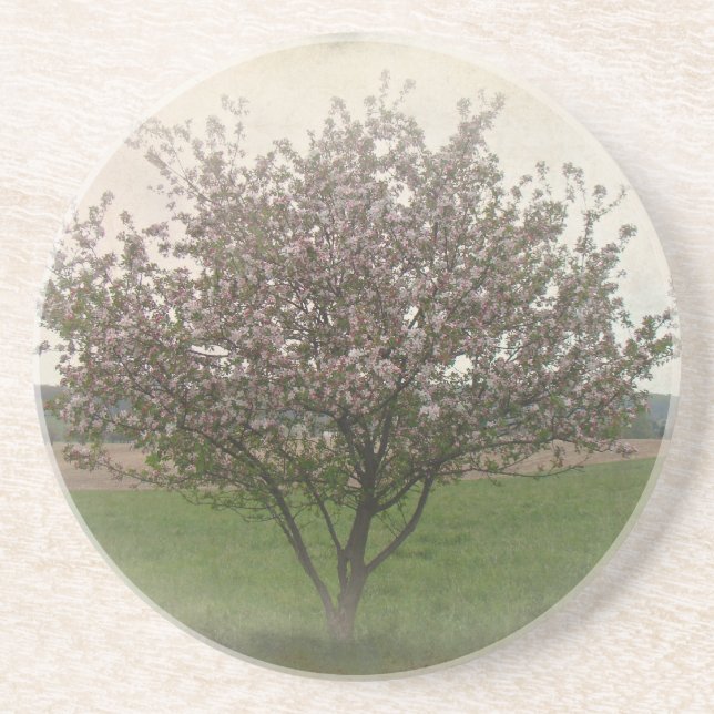 Apple Tree in Bloom Sandstone Coaster (Front)