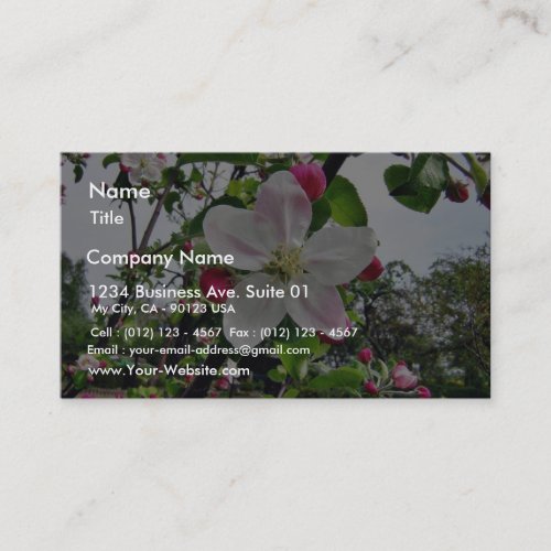 Apple Tree In Blossom Business Card