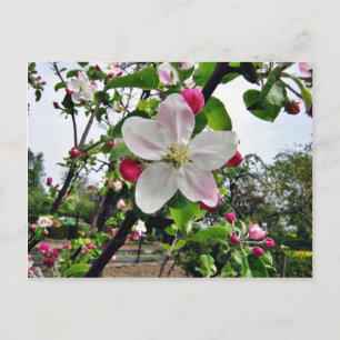 Apple Tree In Blossom Postcard