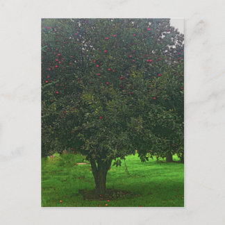 Apple Tree Postcard