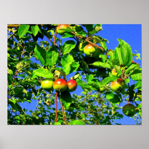 Apple tree poster