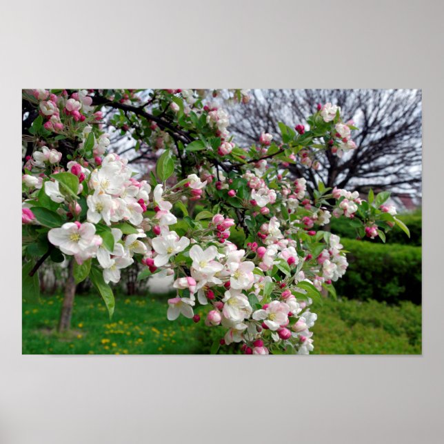 Apple tree spring blossom. poster (Front)