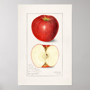 Apples 1908 by Amanda Almira Newton Poster