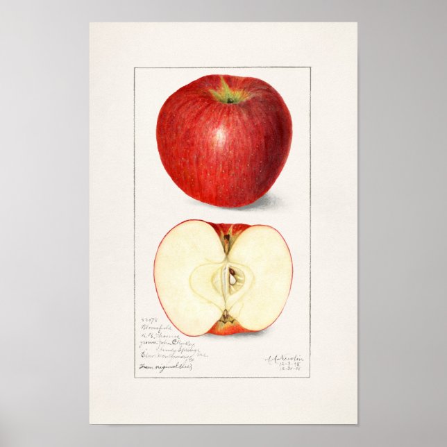 Apples 1908 by Amanda Almira Newton Poster (Front)
