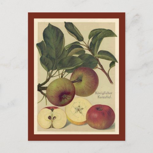 Apples Botanical Vintage Postcard