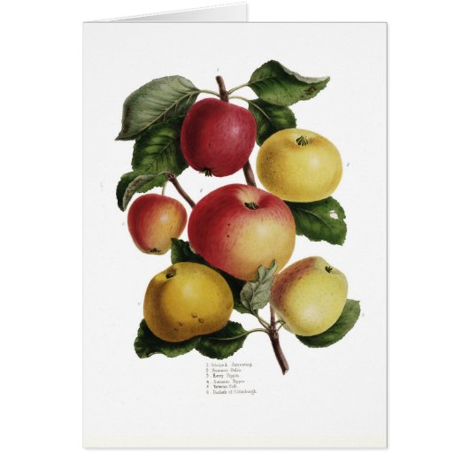 Apples Cards (Front)
