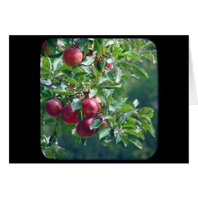 Apples Cards (Front Horizontal)