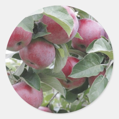 apples classic round sticker