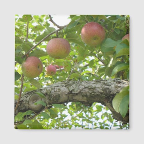 Apples Hanging On The Tree Magnet