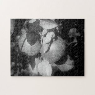 Apples In Black And White Nature Jigsaw Puzzle
