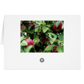 Apples in the Tree Cards (Back Horizontal)