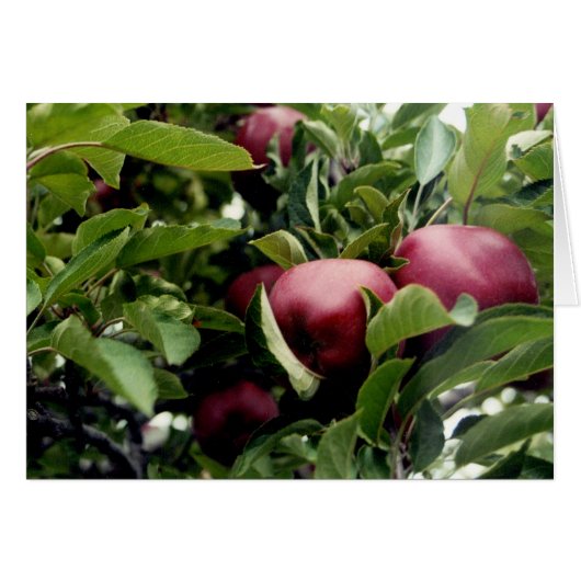 Apples in the Tree Cards (Front Horizontal)