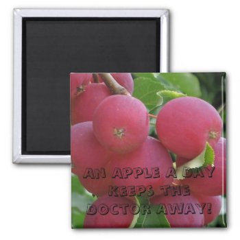 Apples Magnet by ggbythebay at Zazzle