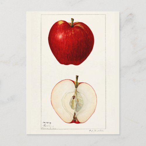 Apples Malus Domestica Fruit Watercolor Painting Postcard