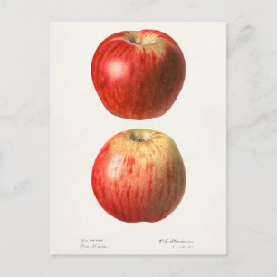 Apples (Malus Domestica) Fruit Watercolor Painting Postcard