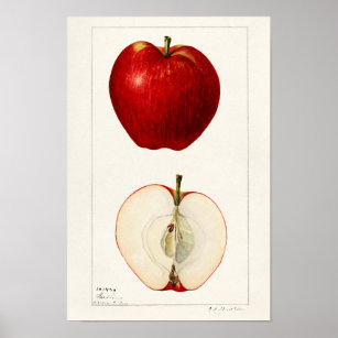 Apples (Malus Domestica) Fruit Watercolor Painting Poster