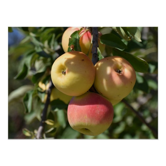 Apples on a tree in Paphos, Cyprus Poster (Front)