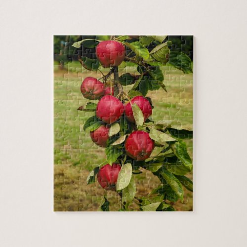 Apples on an Apple Tree Branch Jigsaw Puzzle