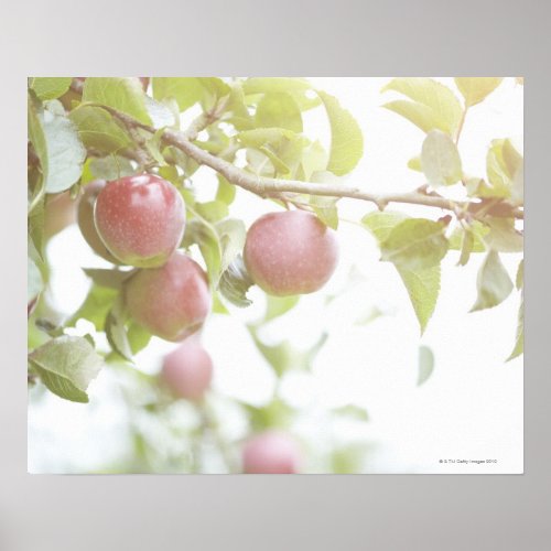 Apples on branch of tree poster