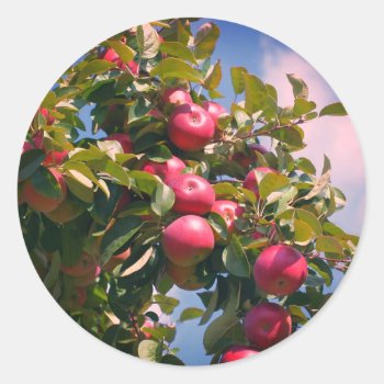 Apples On The Tree Nature  Classic Round Sticker by SmilinEyesTreasures at Zazzle