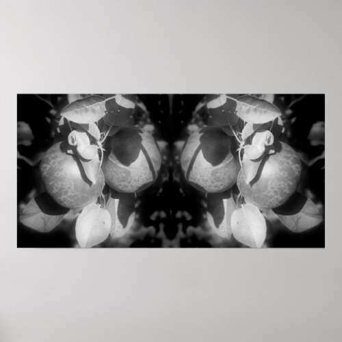 Apples On Tree Black And White Mirror Abstract Poster