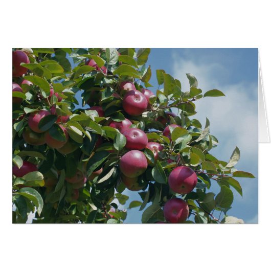 Apples On Tree Nature Photography Card (Front Horizontal)