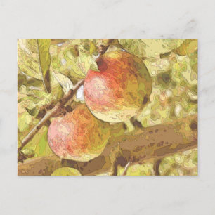 APPLES POSTCARD
