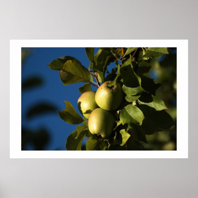 Apples Poster (Front)
