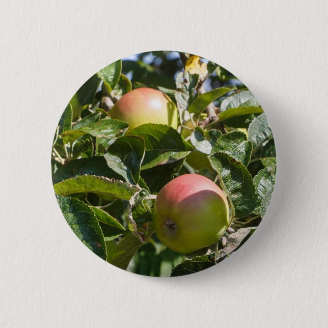 Apples ripening on an apple tree button (Front)