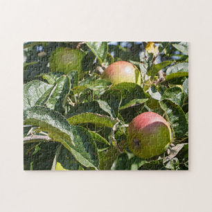 Apples ripening on an apple tree jigsaw puzzle