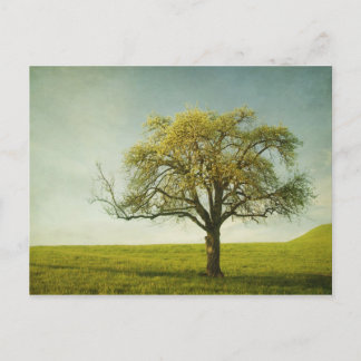 appletree postcard