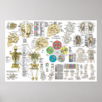 Applied Kinesiology Chiropractic Osteopath Poster