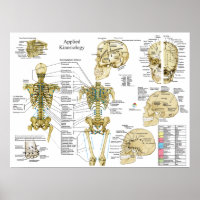 Applied Kinesiology Chiropractic Poster