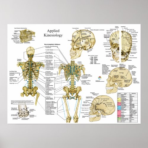 Applied Kinesiology Chiropractic Poster