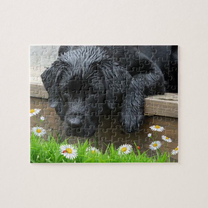 labrador jigsaw puzzle