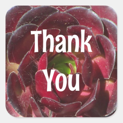 Appreciation Succulent Photo Red Plant Thank You Square Sticker
